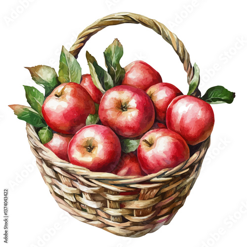 A watercolor vector of an apple basket, isolated on a white background. Apple basket vector.

