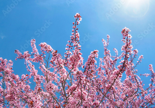 beautiful pink flowers on branches of prunus blooming at spring on the blue s...