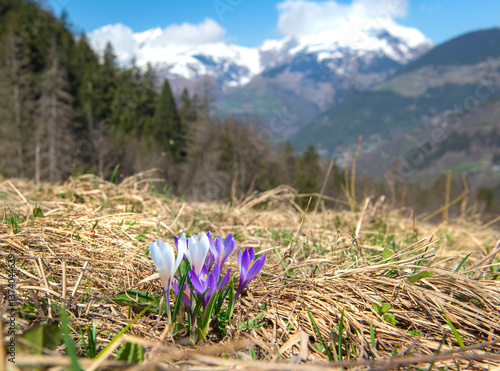violet wild crocus blooming in a meadow at spring with snowy peak mountain la...