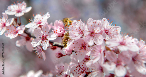 closeup on beautiful pink flowers and bees  on branches of prunus blooming in...