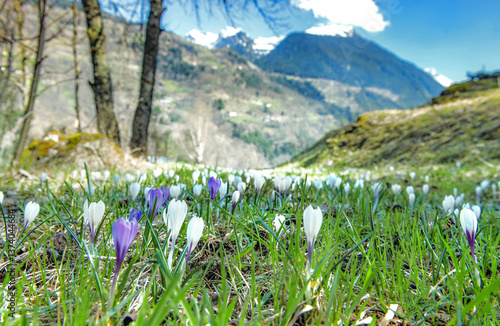 violet and white wild crocus blooming in a meadow at spring with mountain lan...