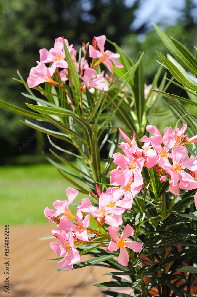 Oleander