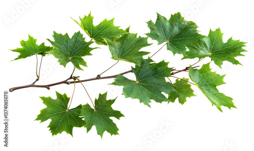 Wallpaper Mural Lush Green Maple Tree Branch with Vibrant Summer Leaves Isolate on Transparent Background, cutout, png Torontodigital.ca