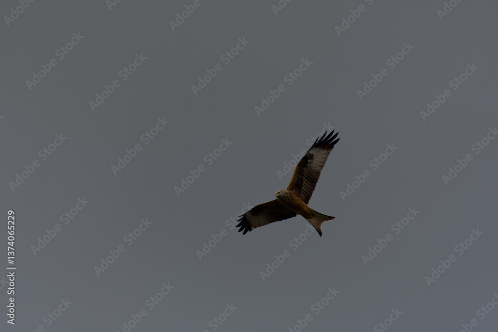 Obraz premium Witness the elegance of freedom as a majestic red kite soars through the sky. Its graceful flight and vivid hues paint a picture of untamed beauty and boundless wonder.