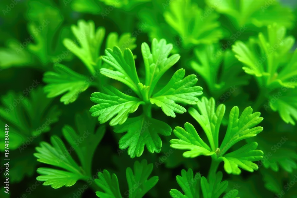 Fresh parsley leaves forming a natural pattern , food, design Fresh parsley leaves forming a natural pattern , food, design
