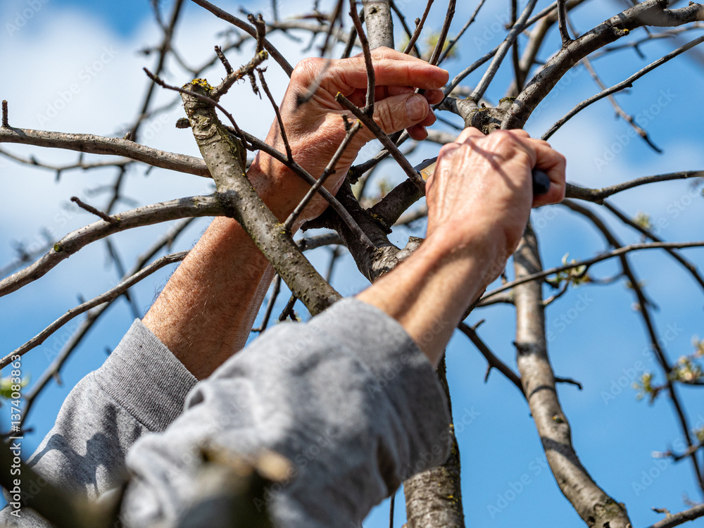 man hand pruning tree cutting dried branches