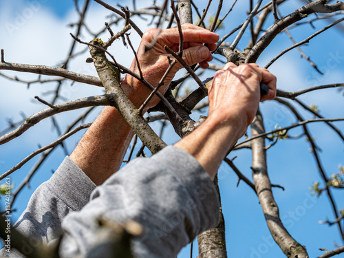 Obraz na płótnie man hand pruning tree cutting dried branches w salonie