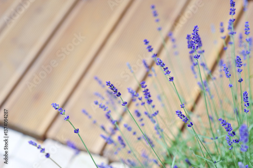 Lavendel
