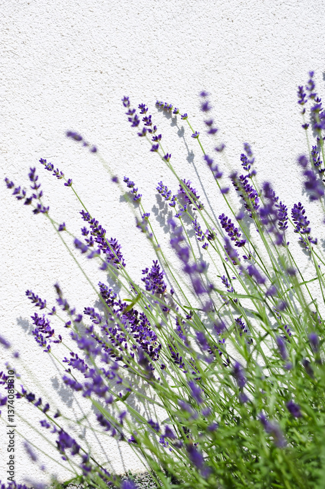 Naklejka premium Lavendel