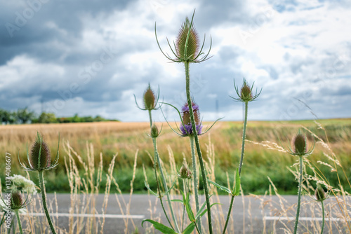 Photography Teasel or cabaret birds, dipsacus fullonum, caprifoliaceae