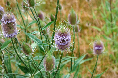 Tableau sur toile Teasel or cabaret birds, dipsacus fullonum, caprifoliaceae