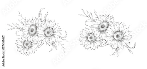 Sunflowers Line Drawing. Outline Sunflowers illustration. Hand Drawn Sunflowers.  Monochrome Floral Line Art. Botanical Coloring. Sunflower Wedding