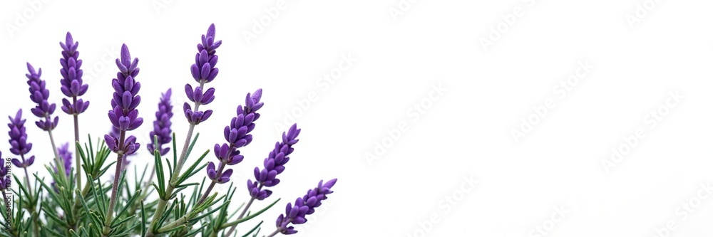 Obraz premium Lavender purple flower shrubbery isolated on white background, foliage, garden