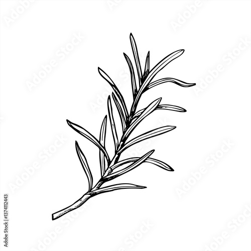 Rosemary branch minimalist black ink vector illustration. Detailed leaves twig realistic graphic sketch. Floral element for logo design, spa branding, herbal medicine packaging, and culinary projects