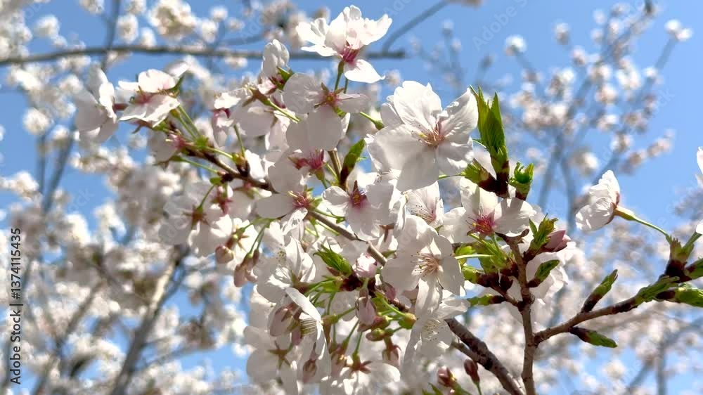 White cherry blossoms under the blue sky White cherry blossoms under the blue sky