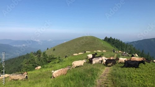 
Flock of sheep moving through mountain trail