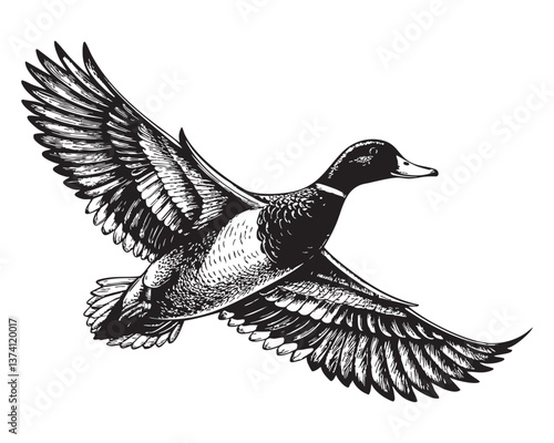 wild drake flying woodcut engraving vector illustration
