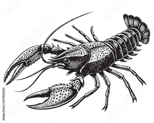 crayfish woodcut engraving vector illustration