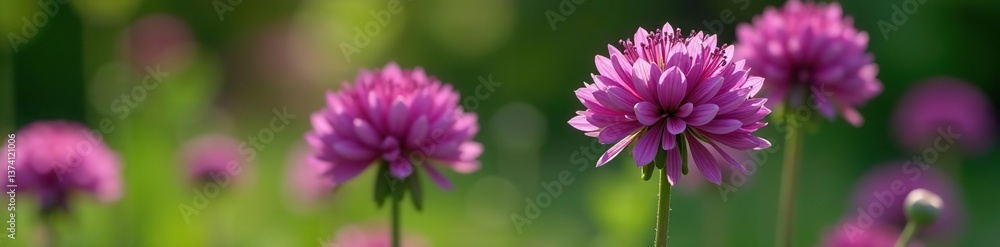 Fototapeta premium Vibrant and spherical purple Allium Globemaster flower against a blurred garden backdrop, plant, spring