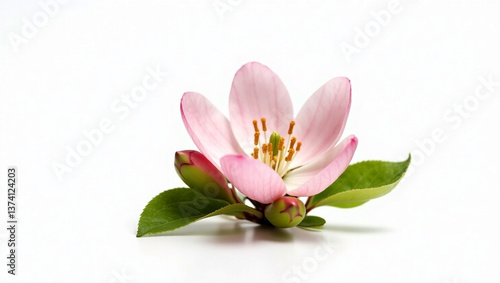Spring's Pink Promise: Apple Blossoms