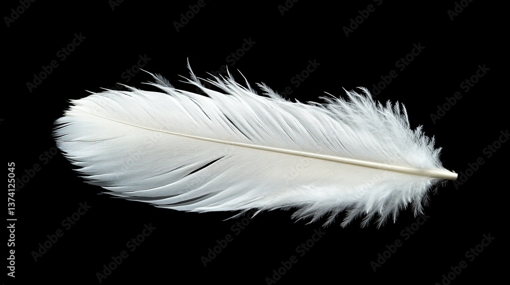 White swan feather isolated against a black background. - White swan feather isolated against a black background. -