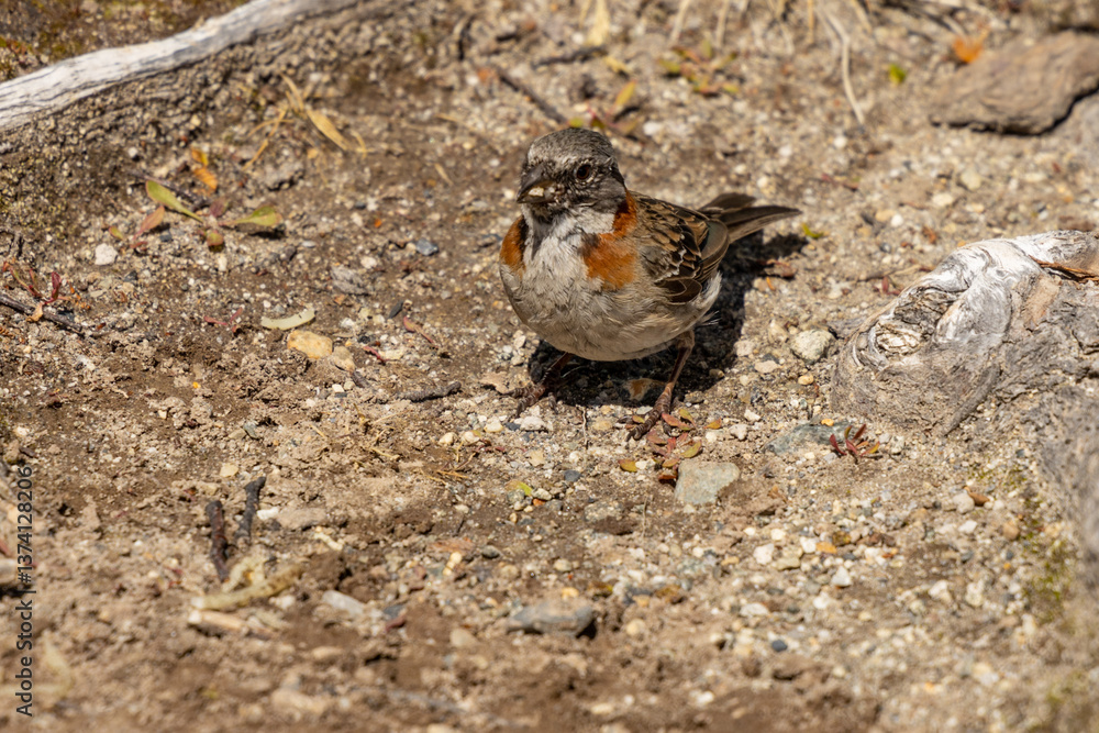 Small birds in the wild nature walking on the ground. Brown and grey feather birds in the wild. Forest birds of South America. Fauna wildlife birds searching food in summer Small birds in the wild nature walking on the ground. Brown and grey feather birds in the wild. Forest birds of South America. Fauna wildlife birds searching food in summer