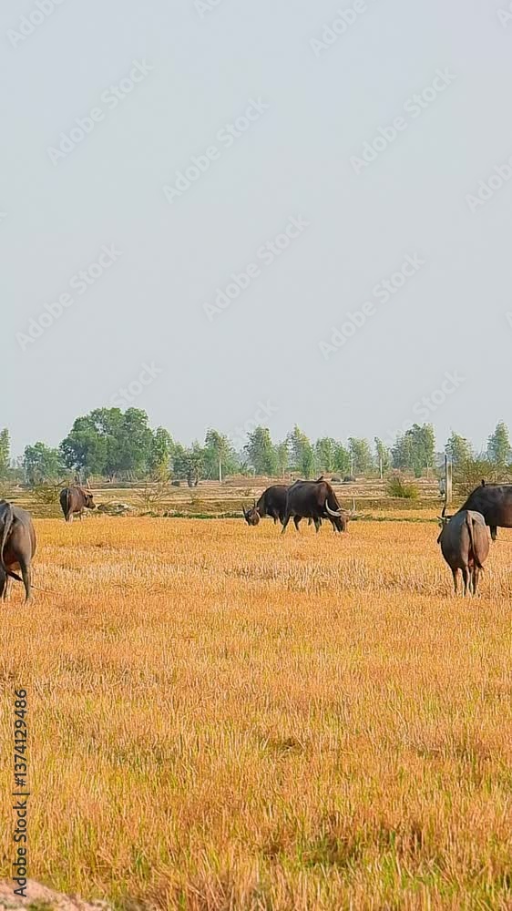 Water Buffalo Grazing in Golden Rice Field Under Clear Sky Water Buffalo Grazing in Golden Rice Field Under Clear Sky