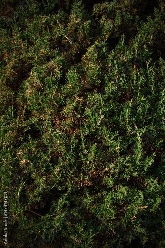 green moss background