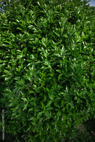 close up of green leaves