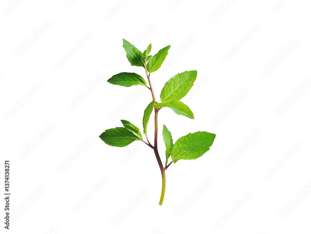 Isolated Mint Sprig Isolated Mint Sprig