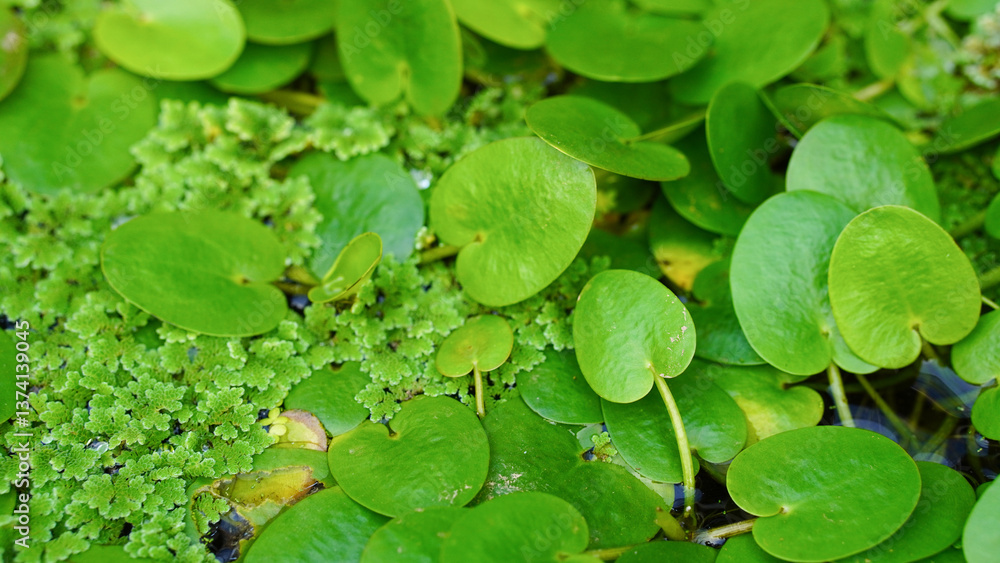 Close up of duckweed floating on water surface with selective focus. Close up of duckweed floating on water surface with selective focus.