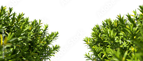 Green leaves plants shrubbery foreground on transparent backgrounds 3d render png