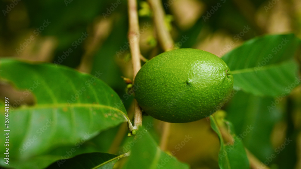 The small green abiu fruits are round in shape. The small green abiu fruits are round in shape.