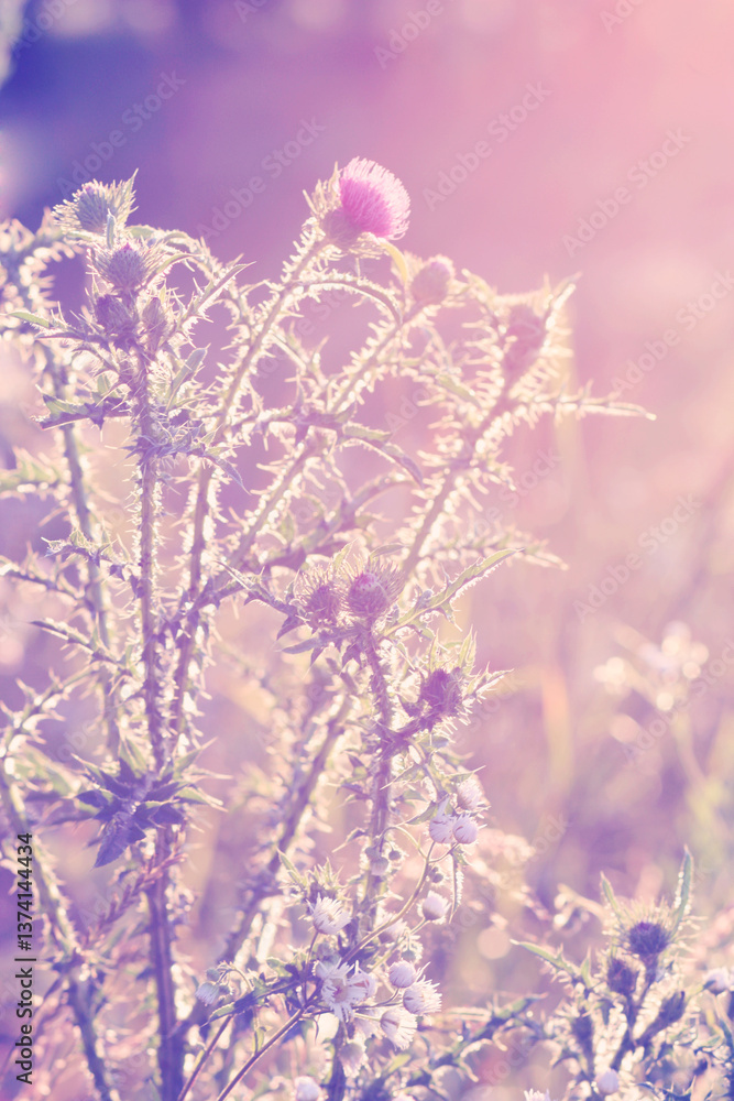 Dreamy Thistle Field in Soft Pastel Light Dreamy Thistle Field in Soft Pastel Light