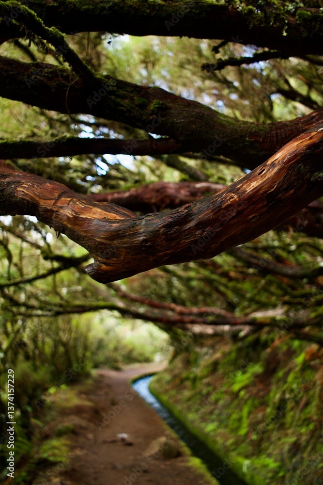 Obraz premium tree in the forest - levada Trail on Madeira 