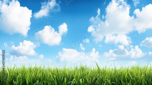 Sky and Meadow: a vibrant photograph capturing a bright blue sky filled with puffy white clouds, juxtaposed with a lush green meadow below.