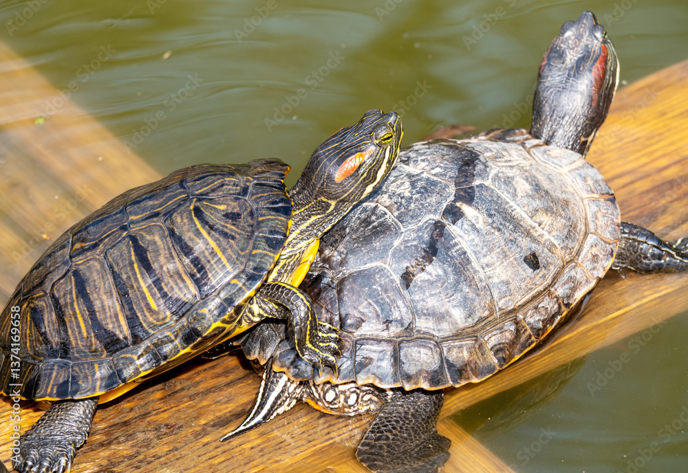 Two turtles Two turtles