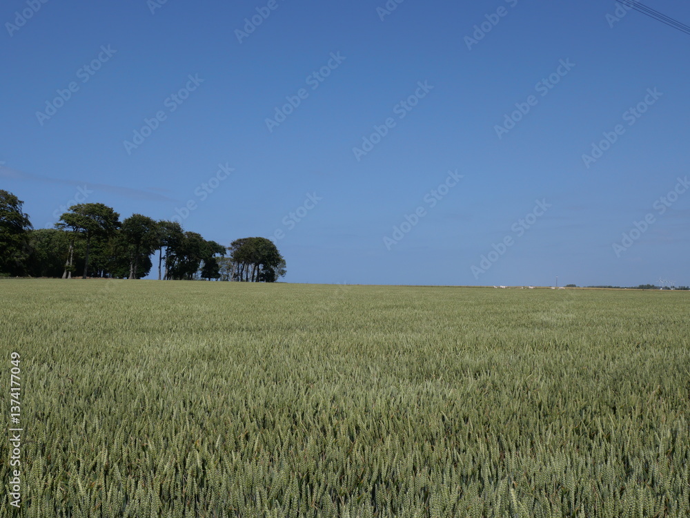 Fototapeta premium Paysage