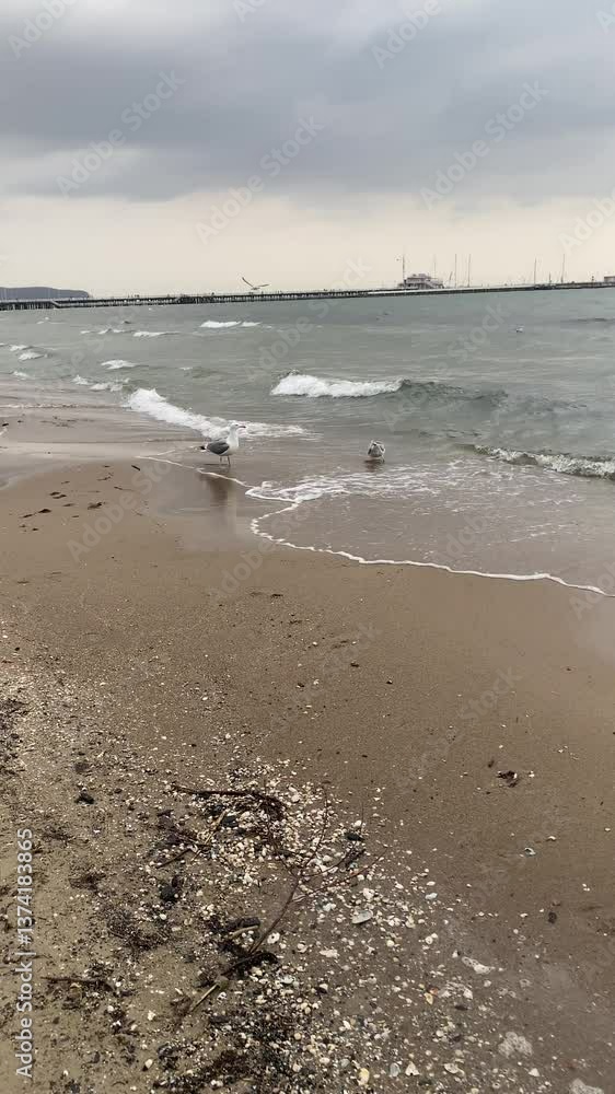 Moody Beach with Seagulls. Coastal Scene. Travel and Nature Moody Beach with Seagulls. Coastal Scene. Travel and Nature