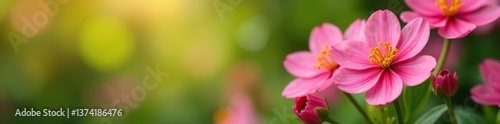 Vibrant close-up of blooming flowers in natural outdoor setting,  botanic,  macro