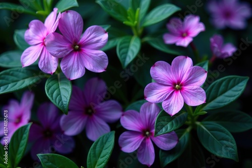 Vibrant purple flowers contrast beautifully with deep green leaves in this stunning botanical composition,  botanical,  foliage