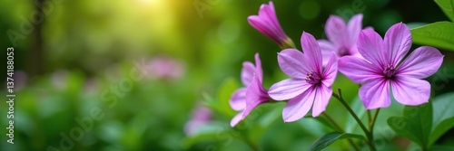 Vibrant purple flowers in full bloom against a backdrop of lush greenery in a garden setting,  vibrant, flowers