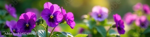 Vibrant purple garden pansies blooming in a cheerful garden setting,  vibrant,  spring