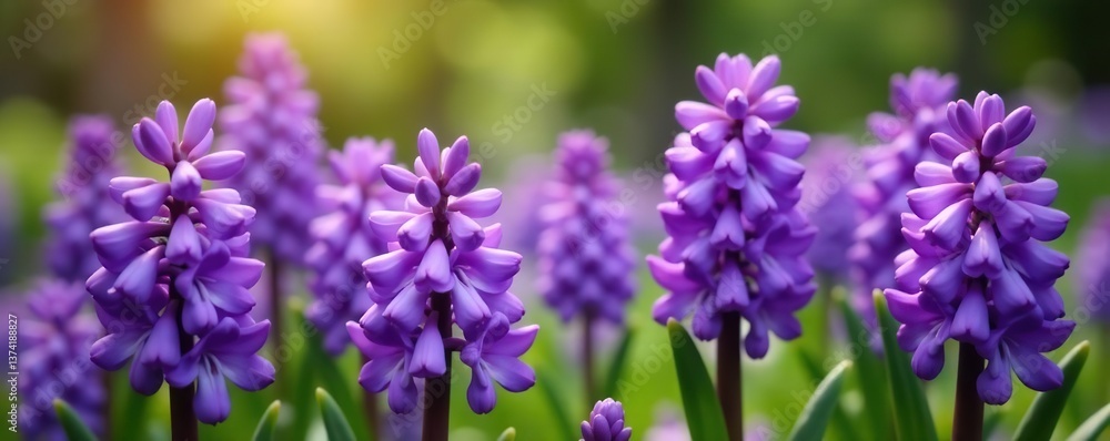 Obraz premium Vibrant purple Hyacinth (Hyacinthus orientalis) flowers blooming in a garden, flora, vibrant
