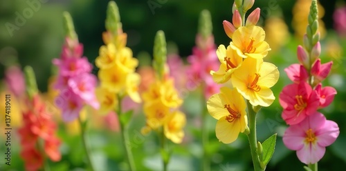 Fototapeta Naklejka Na Ścianę i Meble -  Vibrant snapdragon flowers in various shades of pink, yellow, and white blooming in a garden,  seasonal,  bloom