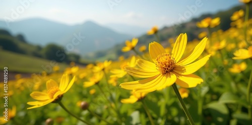 Vibrant yellow Meskel flowers blooming during Enkutatash celebration in Ethiopia,  celebration,  floral