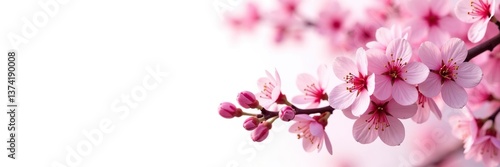 Vibrant pink cherry blossoms in full bloom against a white backdrop,  spring, cherry flowers