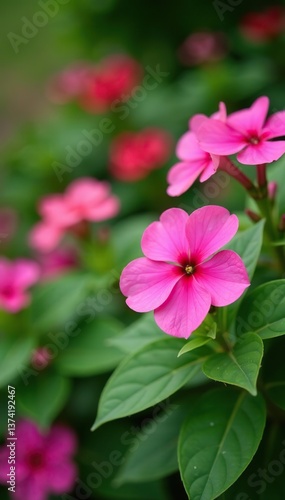 Vibrant pink impatiens flowers blooming in a lush garden setting,  blooming,  garden