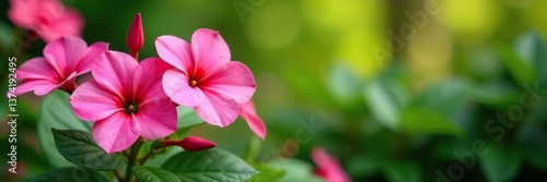 Vibrant pink impatiens flowers in a lush garden setting,  colorful,  lush