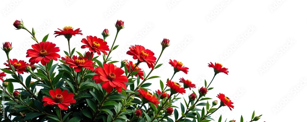 Fototapeta premium Vibrant red flower shrubbery isolated on white background, red, floral